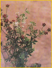    ( Dorycnium intermedium ) Flore de lIran