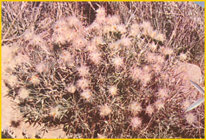   ( Ebenus stellata ) Flore de lIran