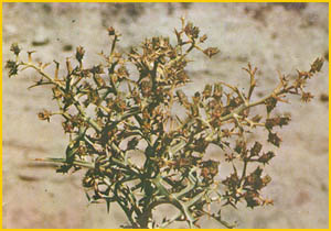   ( Echinophora platyloba ) Flore de lIran