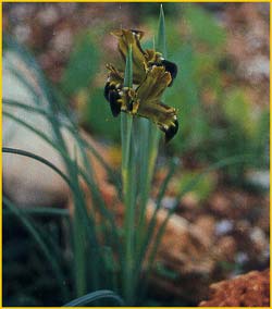   ( Hermodactylus tuberosus / Iris tuberosa )