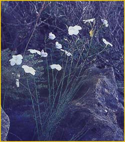   .  ( Linum suffruticosum ssp. salsoloides )