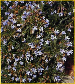  ( Lithodora / Lithospermum zahnii )