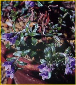   ( Lithodora oleifolia / Lithospermum oleifolium )