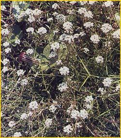   ( Lobularia maritima / Alyssum maritimum )