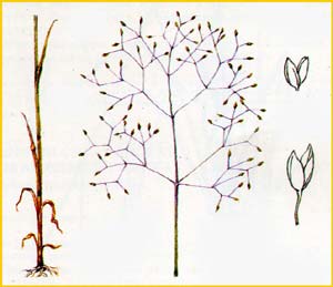   (  Zingeria biebersteiniana ),    