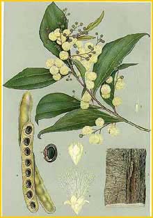   ( Acacia binervata )  "The Flowering Plants and Ferns of New South Wales " J. H. Maiden