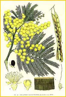   ( Acacia decurrens ) "The Flowering Plants and Ferns of New South Wales" J. H. Maiden