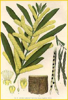   ( cacia longifolia ) "The Flowering Plants and Ferns of New South Wales" J. H. Maiden