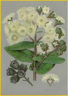    ( Angophora cordifolia / hispida ) "The Flowering Plants and Ferns of New South Wales" J. H. Maiden 