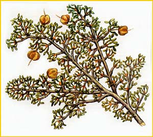   ( Zygophyllum bucharicum ),    