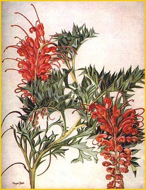   ( Grevillea bipinnatifida ) "West Australian Wildflowers" C. A. Gardner 