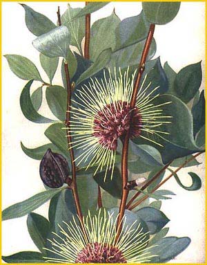   ( Hakea petiolaris ) "West Australian Wildflowers" C. A. Gardner