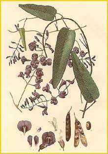    ( Hardenbergia monophylla / violacea ) "The Flowering Plants and Ferns of New South Wales" J. H. Maiden 