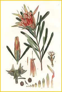    ( Lambertia formosa ) "The Flowering Plants and Ferns of New South Wales" J. H. Maiden