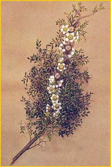   ( Leptospermum spinescens ) by Margaret Forrest