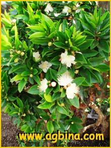    ( Myrtus pubescens )