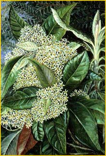   ( Olearia argophylla ) by Marianne North