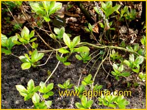    ( Clethra alnifolia )