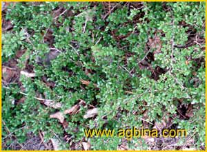   ( Cotoneaster adpressus )