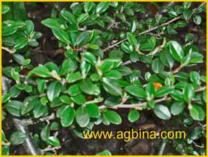   (Cotoneaster rotundifolia)