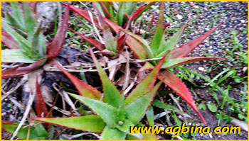   .  ( Aloe chabaudii var. verekeri ), 