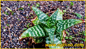   ( Aloe grisea ), 
