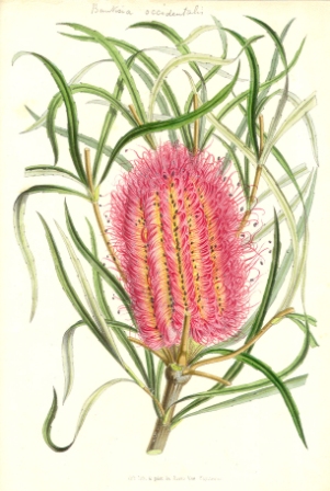   ( Banksia occidentalis )