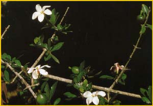   ( Gardenia amoena )