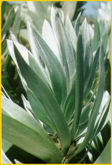   ( Leucadendron argenteum )