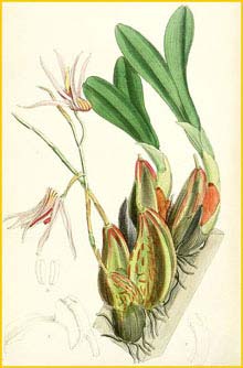   ( Dendrobium lyonii / treacherianum / Epigeneium treacherianum ) Curtis's Botanical Magazine, 1881