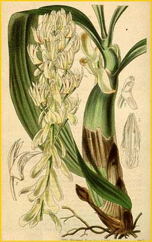   ( Eria bractescens ) Curtis's Botanical Magazine, 1845