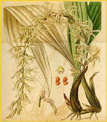   ( Eria javanica ) Curtis's Botanical Magazine, 1837