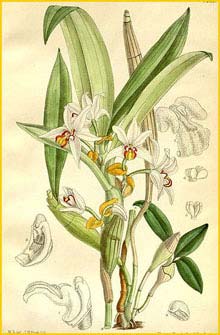   ( Eria marginata ) Curtis's Botanical Magazine, 1892