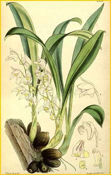   ( Eria myristiciformis ) Curtis's Botanical Magazine, 1863