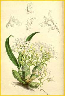   ( Eria obesa ) Curtis's Botanical Magazine, 1863