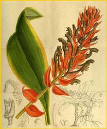   ( Eria ornata ) Curtis's Botanical Magazine