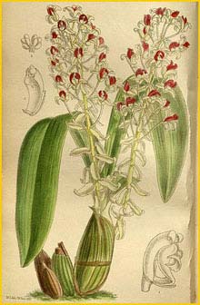   ( Eria rhodoptera ) Curtis's Botanical Magazine, 1909