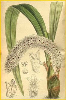   ( Eria rhyncostyloides ) Curtis's Botanical Magazine, 1909
