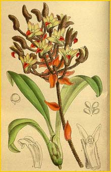   ( Eria tomentosa ) Curtis's Botanical Magazine