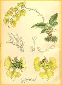   ( Oncidium echinatum / Erycina echinata ) Curtis's Botanical Magazine, 1894