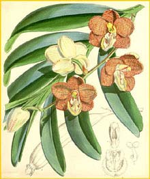  ( Arachnis cathcartii / Esmeralda cathcartii ) Curtis's Botanical Magazine, 1870