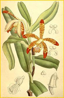   ( Arachnis clarkei / Esmeralda clarkei ) Curtis's Botanical Magazine, 1889