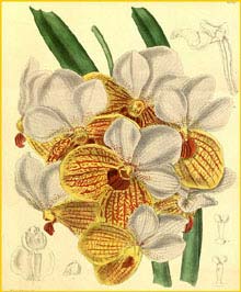   ( Euanthe / Esmeralda / Vanda sanderiana ) Curtis's Botanical Magazine, 1888