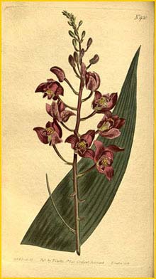   /  ( Eulophia alta / longifolia ) Curtis's Botanical Magazine