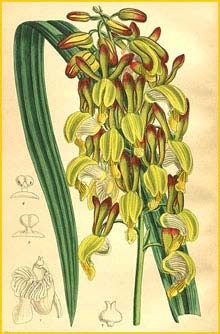   ( Eulophia angolensis ) Curtis's Botanical Magazine, 1905