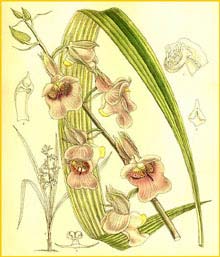   ( Eulophia cucullata ) Curtis's Botanical Magazine, 1911