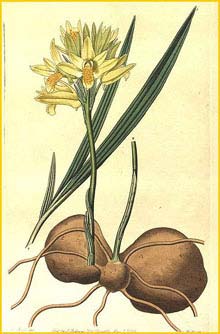   ( Eulophia oblonga / ensata ) Curtis's Botanical Magazine