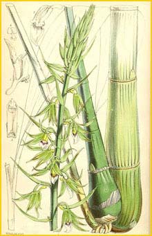   ( Eulophia euglossa ) Curtis's Botanical Magazine