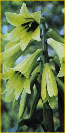   /    ( Cardiocrinum giganteum  / Lilium giganteum )