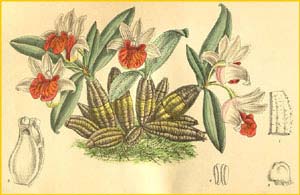  ( Dendrobium bellatulum ) Curtis's Botanical Magazine 